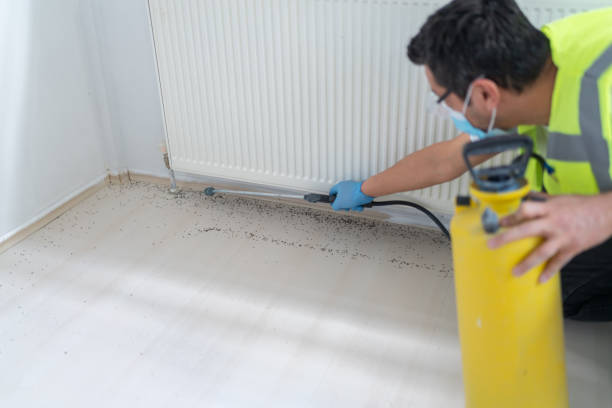 Best Termite Control Services  in Five Corners, WA