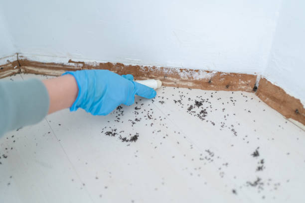 Best Wasp Removal Services  in Five Corners, WA